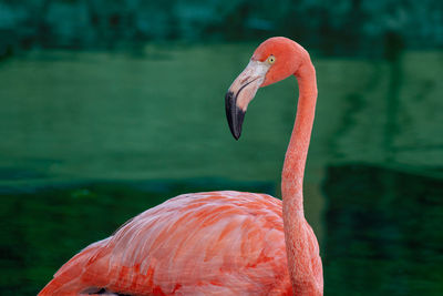 Close-up of a bird