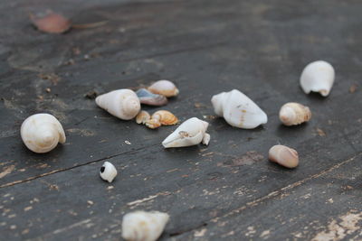 High angle view of shells on table