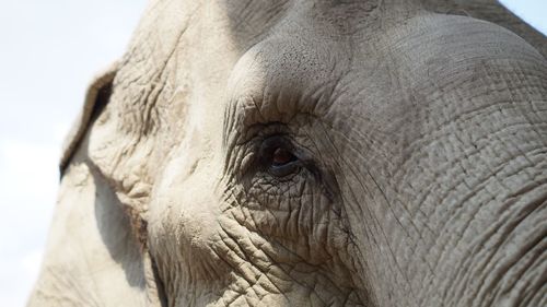 Close-up of elephant