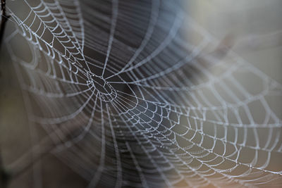 Close-up of spider web