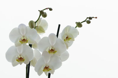 Low angle view of cherry blossom against white background