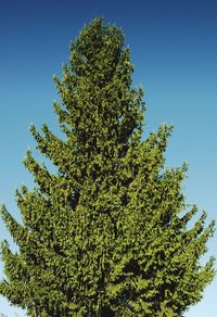 Low angle view of tree against clear blue sky