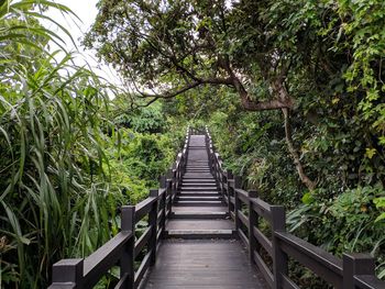 Footbridge amidst trees in forest