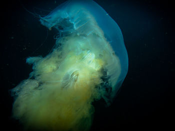 Close-up of jellyfish swimming in sea