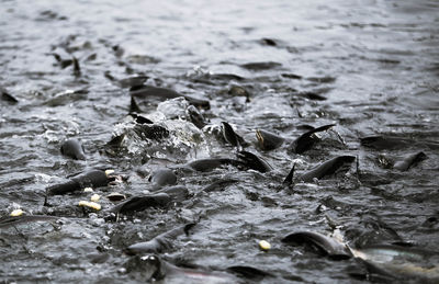 Full frame shot of wet shore