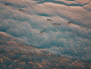 Black fin sharks from above