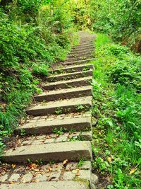 Staircase leading towards forest