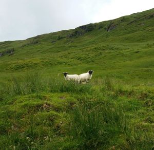 View of a sheep on grassy field