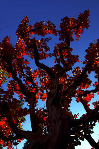 Low angle view of tree against sky