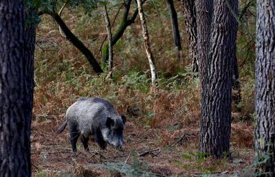 Wild boar walking in a forest