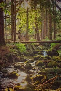 River flowing through forest