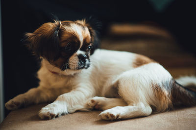 Close-up of puppy