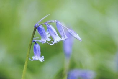 Close-up of purple flower