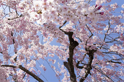 Low angle view of cherry blossoms in spring