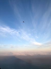 Low angle view of bird flying in sky