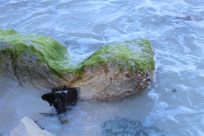 High angle view of turtle in sea