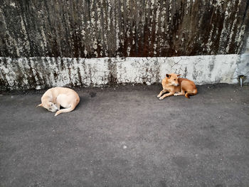 High angle view of dogs on floor