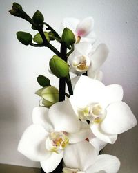 Close-up of white flowers