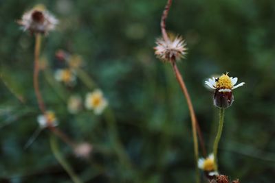 Close-up of wilted flowering plant