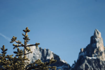 Low angle view of tree against clear blue sky