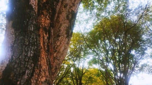 Low angle view of trees in forest