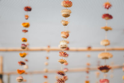 Close-up of flowering plant against orange sky