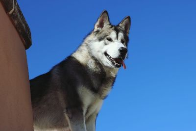 Low angle view of dog on blue sky