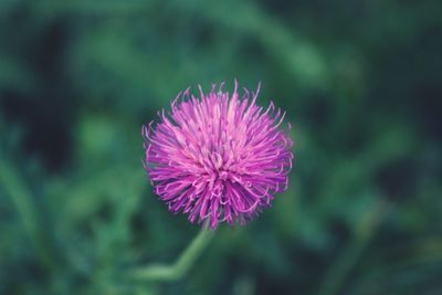 Close-up of pink flower blooming