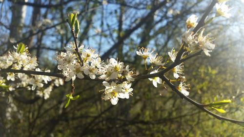 Close-up of apple blossoms in spring