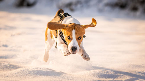 Dog running on a snow