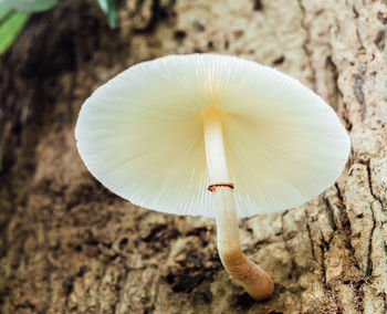 Close-up of mushroom growing outdoors