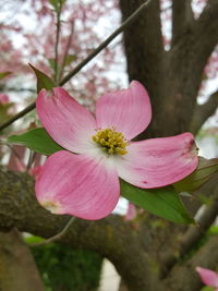 Close-up of pink flowers