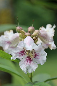 Close-up of pink flowering plant