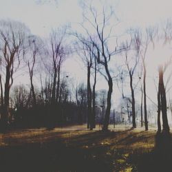 Bare trees against sky