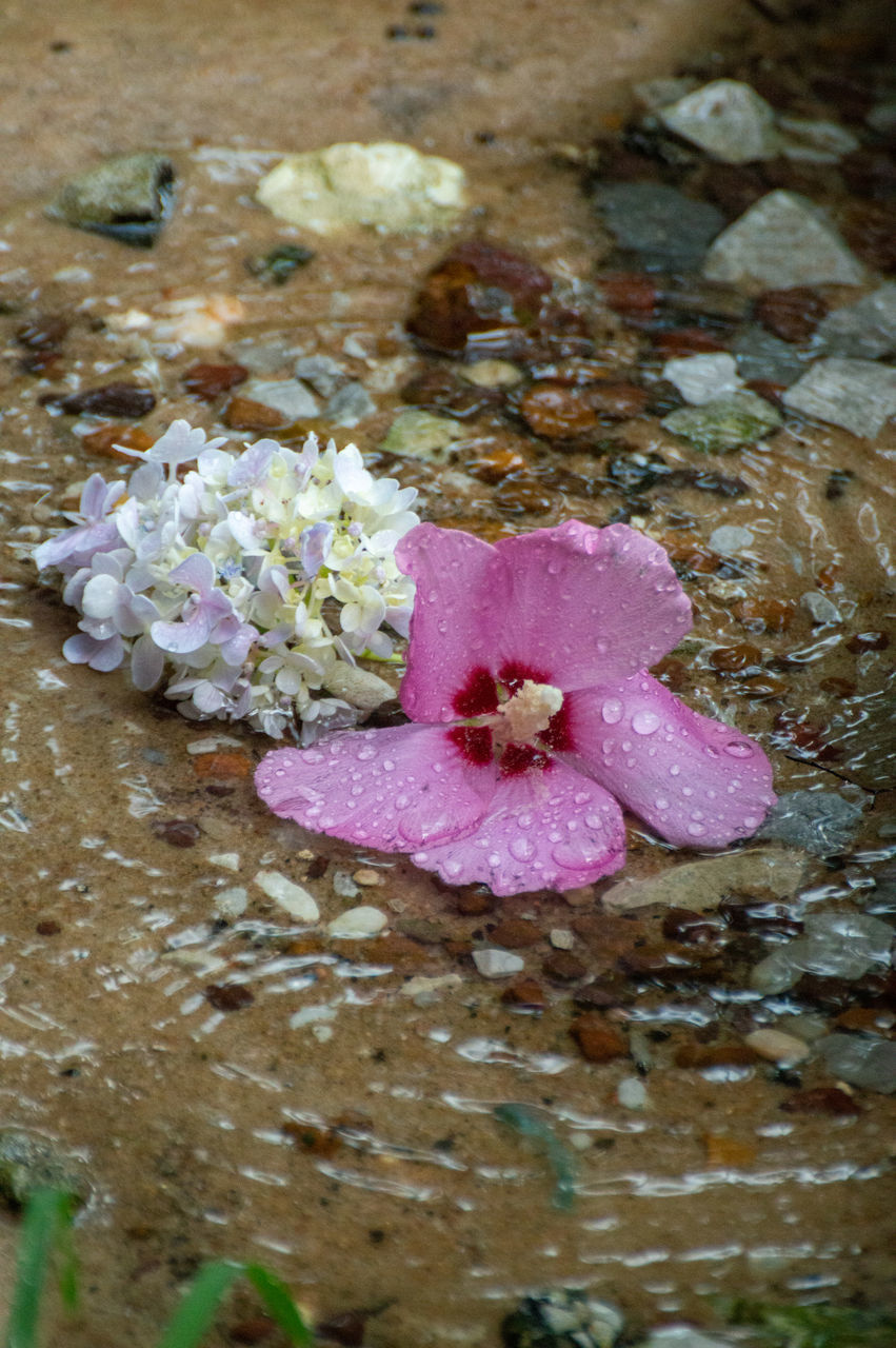 HIGH ANGLE VIEW OF PINK FLOWER ON WET PLANT IN RAINY SEASON