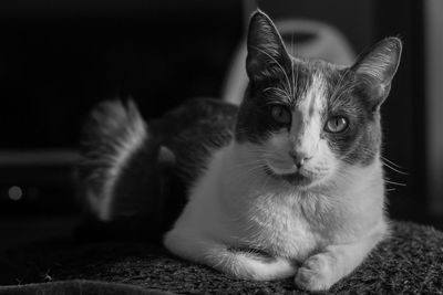 Close-up of cat sitting