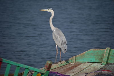 Seagull perching on wooden post