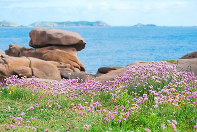 Flowers growing on rock by sea against sky