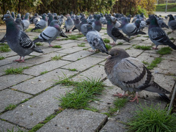 Pigeons perching on footpath