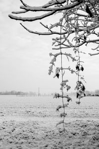 Bare tree on snow covered land against sky