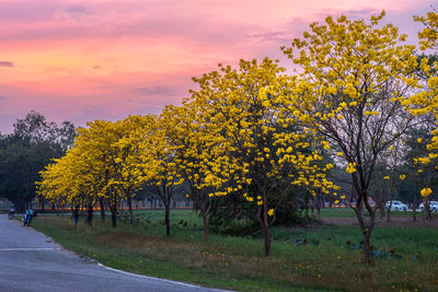 Yellow flower trees on landscape against sky during sunset