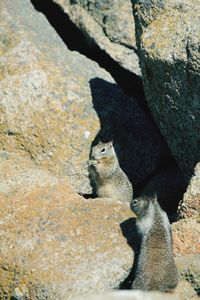 Squirrels on rock