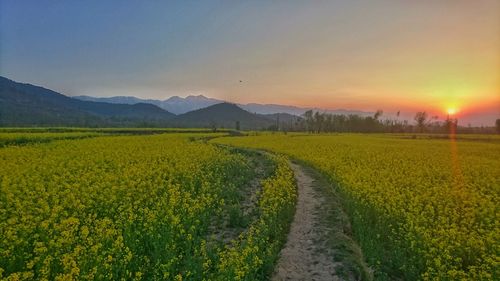 Scenic view of agricultural field against sky during sunset