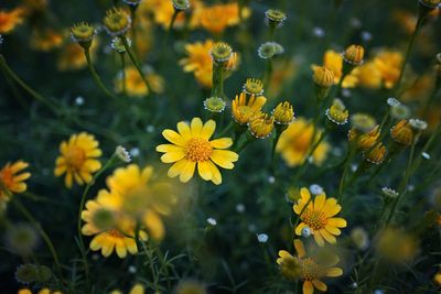 Yellow flowers blooming in meadow