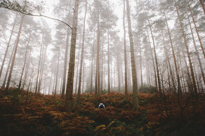 Trees in forest