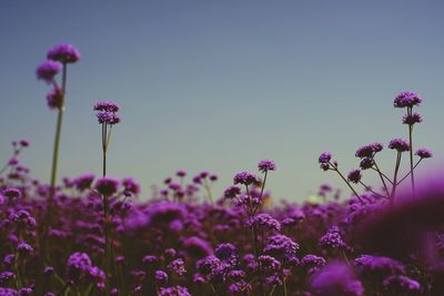 Close-up of pink flowers blooming against sky