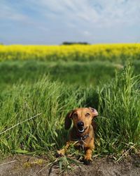 Portrait of dog on field