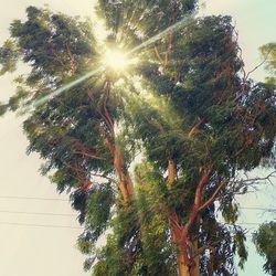 Low angle view of trees against sky