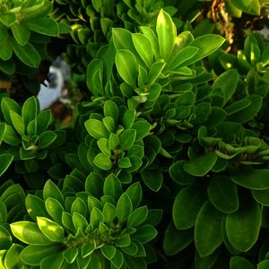 Full frame shot of green leaves