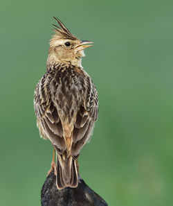 Close-up of bird perching on wood